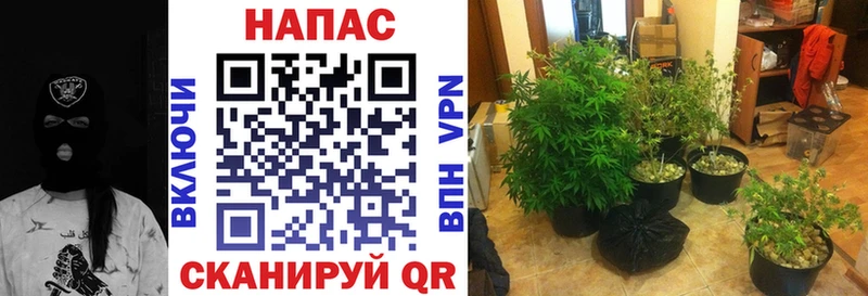 Каннабис сатива Новая Ляля
